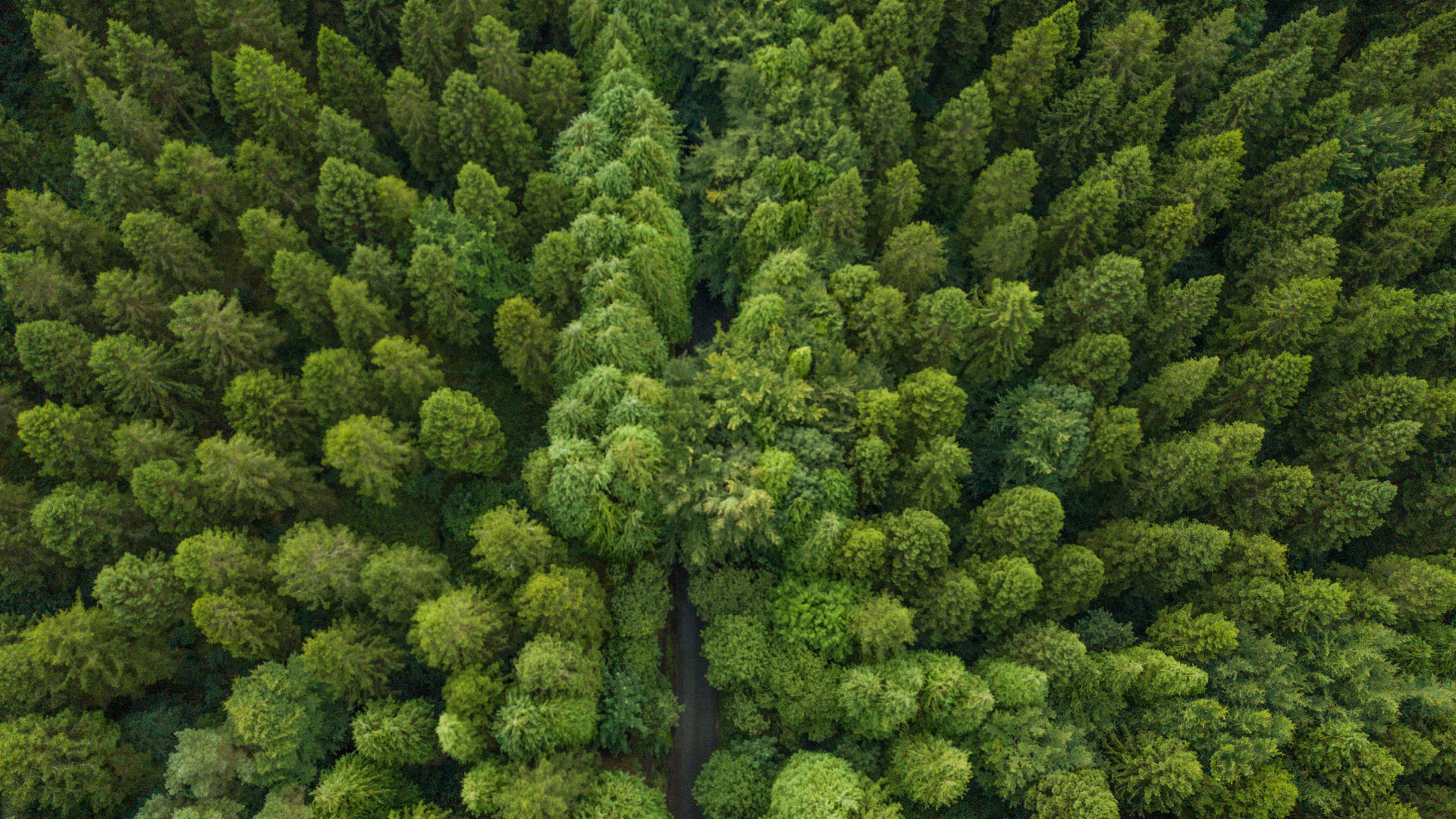 Growing Europe's land carbon sink: Nature-based removals need the right policies to scale